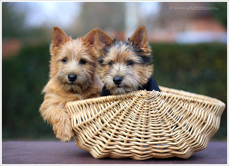 Norwich Terrier puppies / welpen for sale / verkaufen, Budapest