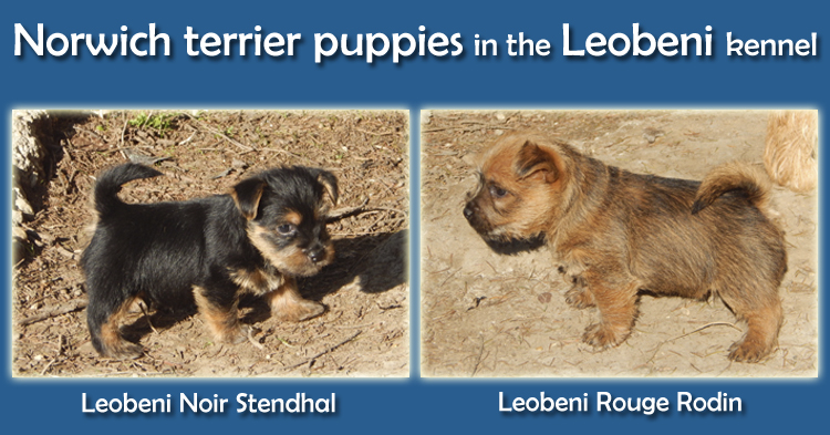 Norwich terrier puppies