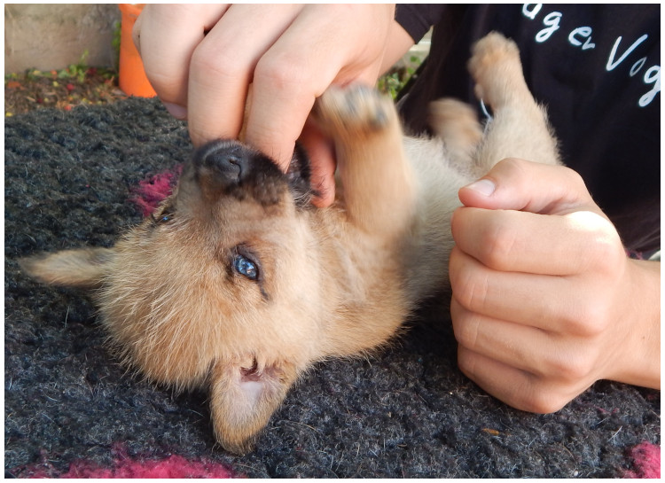 Norwich Terrier klykk, kiskutyk eladk, Budapest