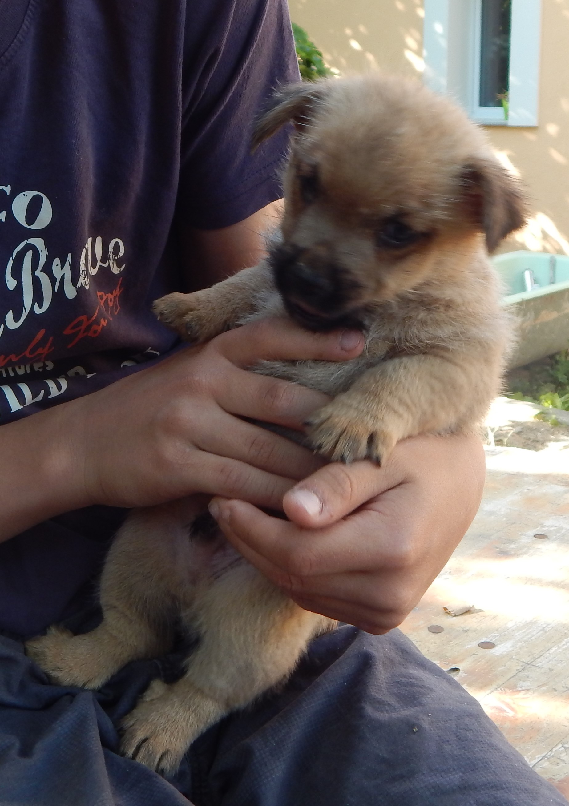 Norwich Terrier kölykök, kiskutyák eladók, Budapest
