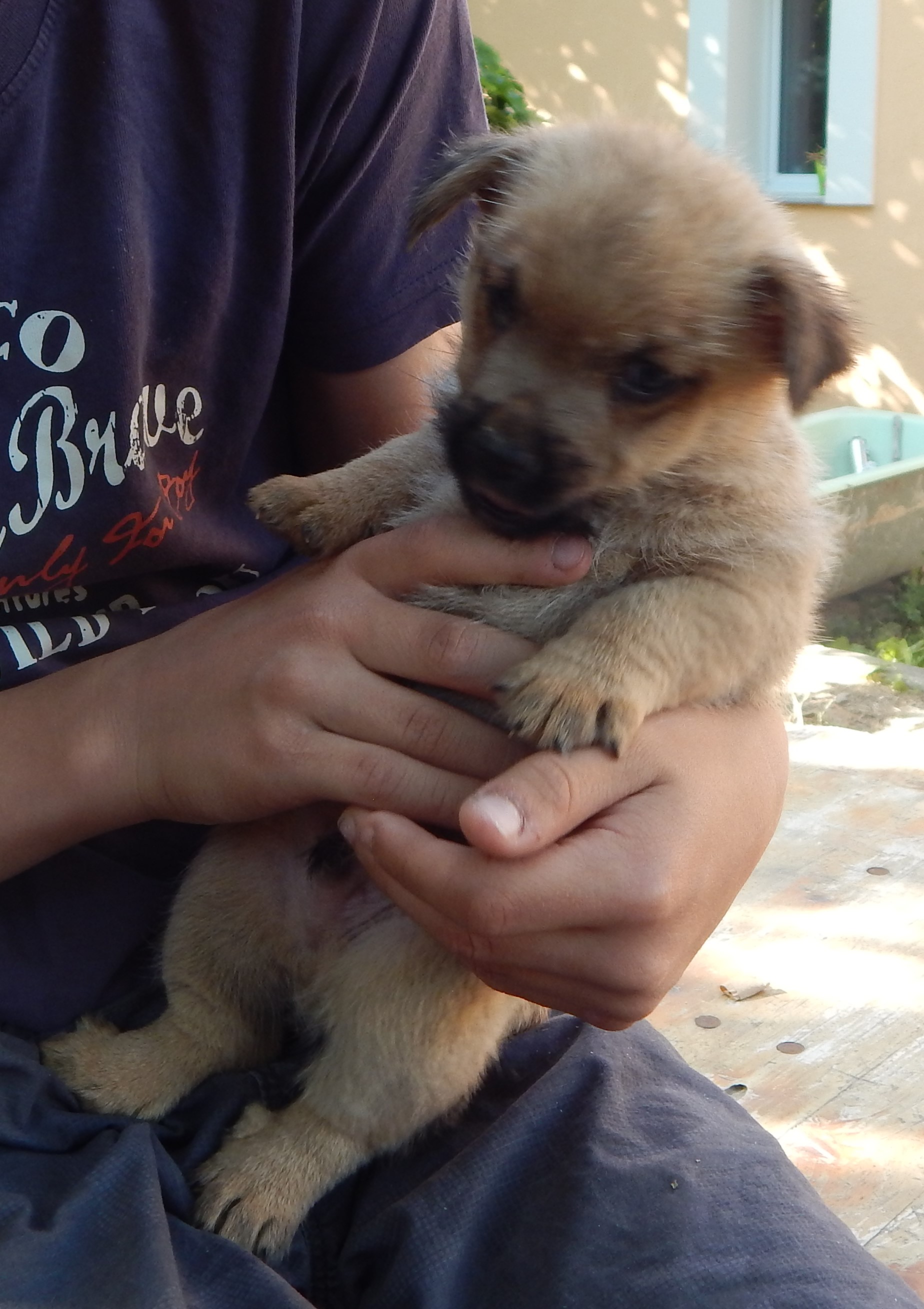 Norwich Terrier klykk, kiskutyk eladk, Budapest