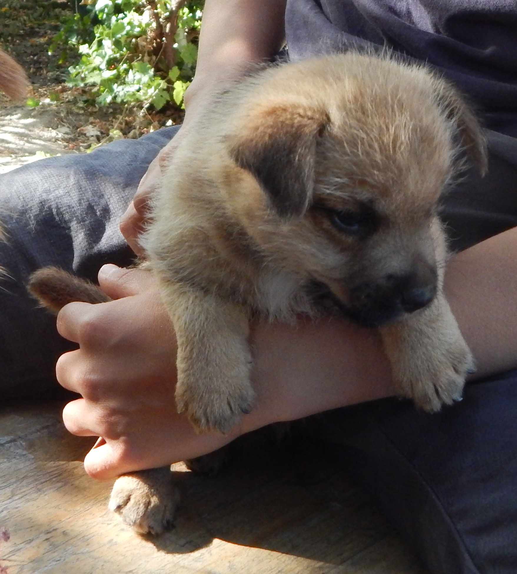 Norwich Terrier klykk, kiskutyk eladk, Budapest