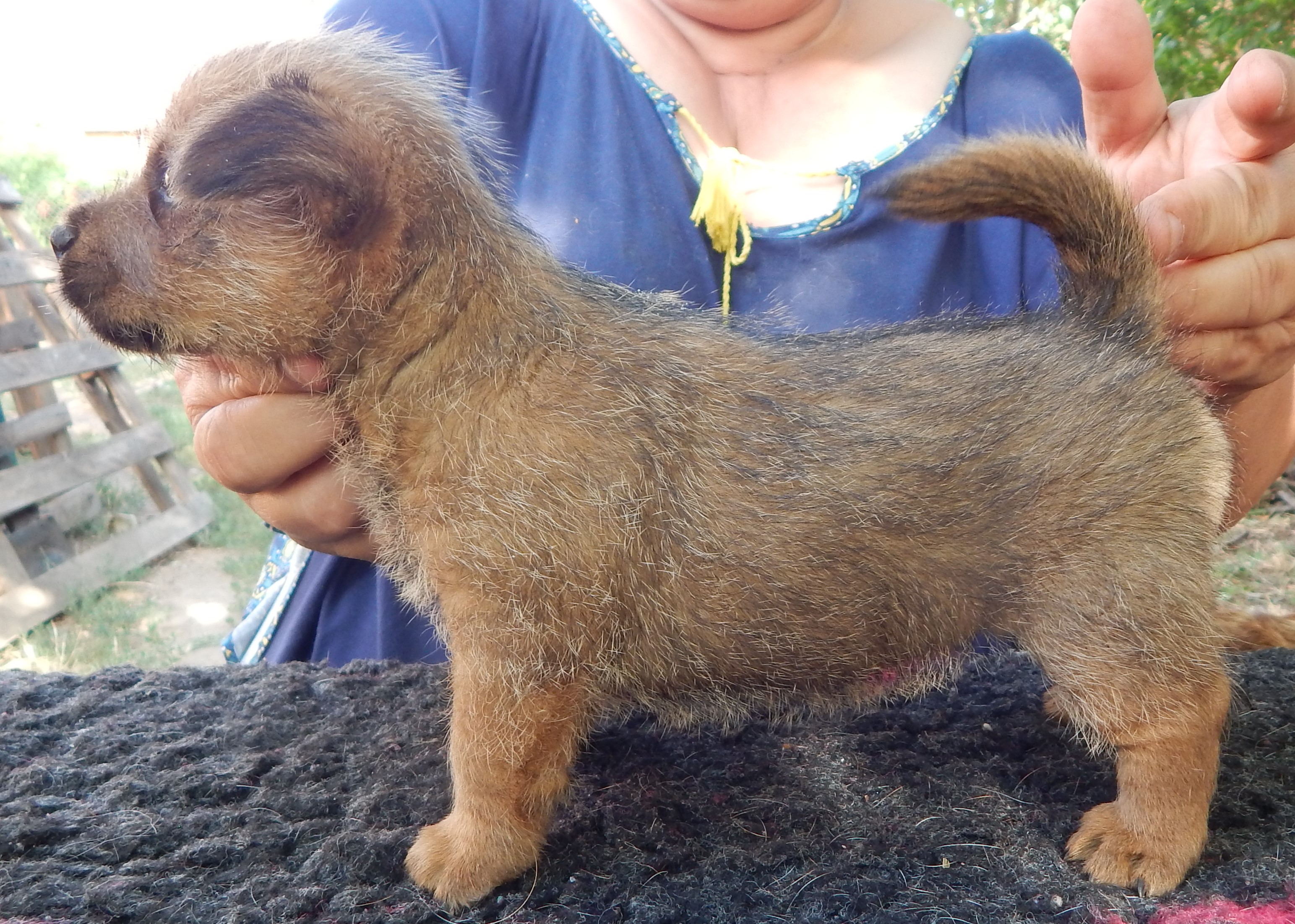 Norwich Terrier klykk, kiskutyk eladk, Budapest