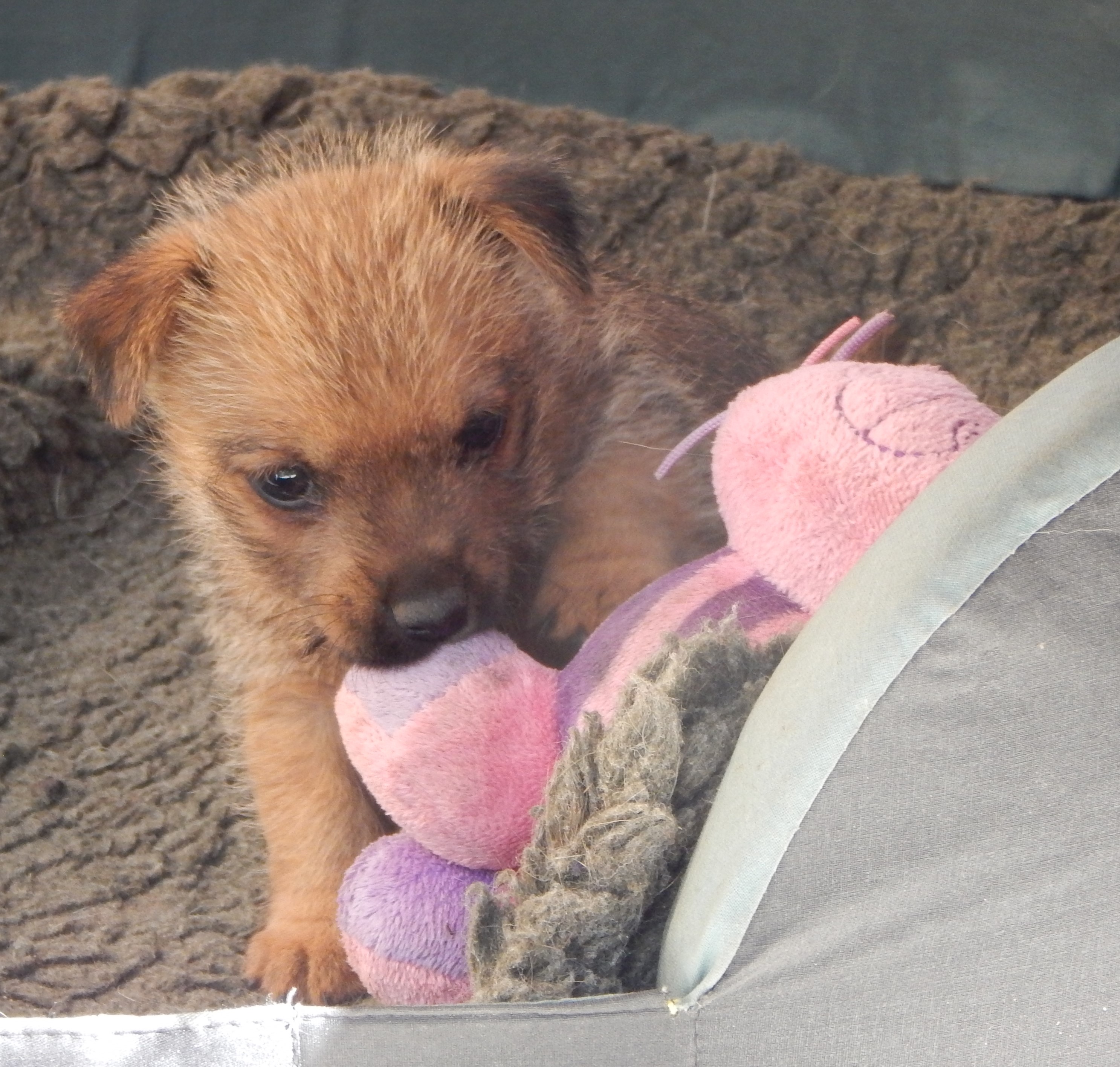 Norwich Terrier klykk, kiskutyk eladk, Budapest