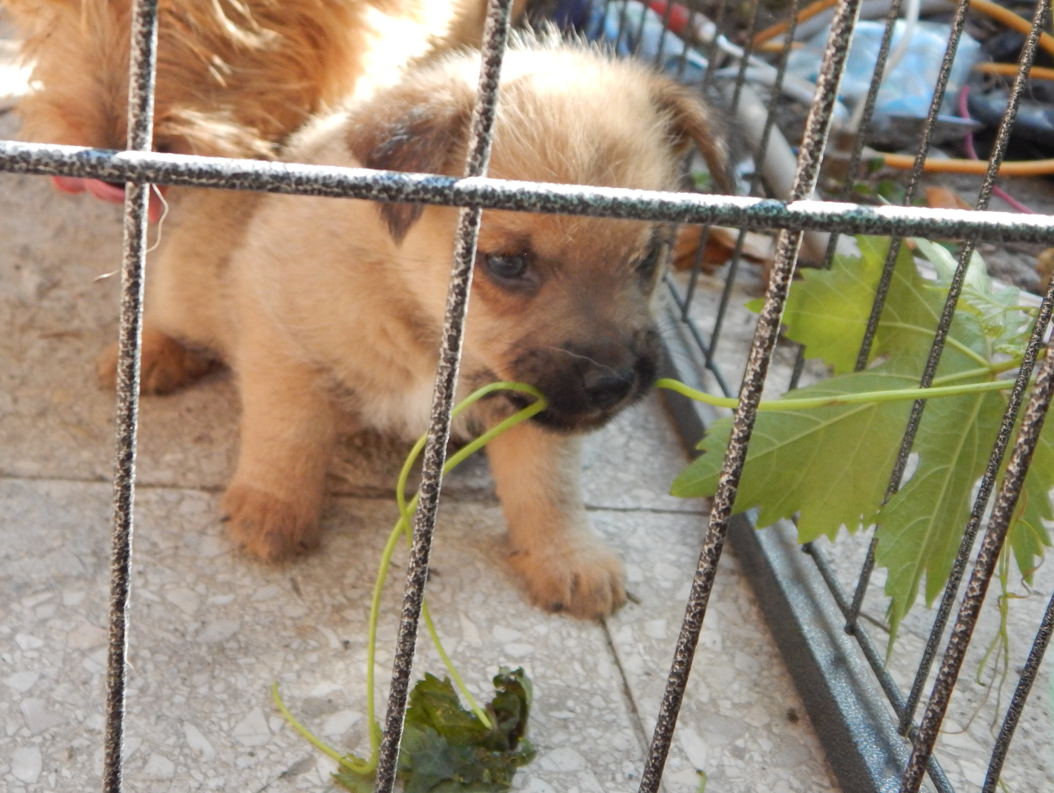 Norwich Terrier klykk, kiskutyk eladk, Budapest