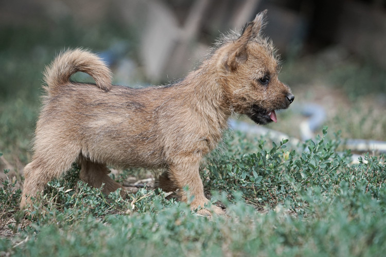 Norwich Terrier klykk, kiskutyk eladk, Budapest