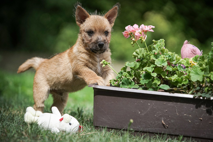 Norwich Terrier kölykök, kiskutyák eladók, Budapest