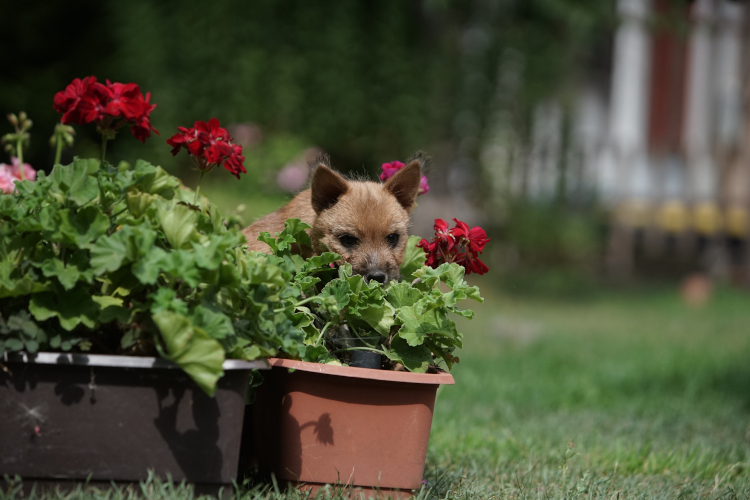 Norwich Terrier klykk, kiskutyk eladk, Budapest