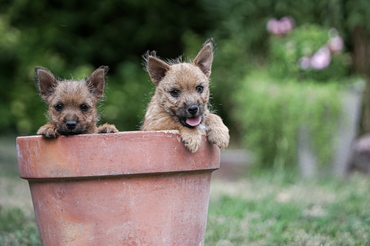 Norwich Terrier klykk, kiskutyk eladk, Budapest