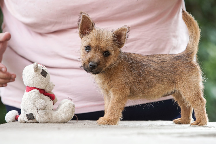 Norwich Terrier klykk, kiskutyk eladk, Budapest