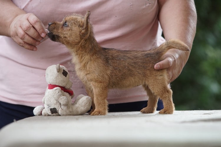 Norwich Terrier klykk, kiskutyk eladk, Budapest