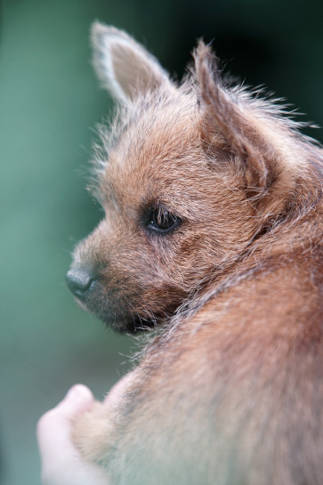 Norwich Terrier klykk, kiskutyk eladk, Budapest