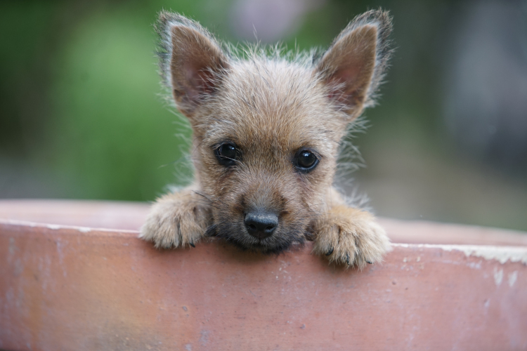 Norwich Terrier klykk, kiskutyk eladk, Budapest