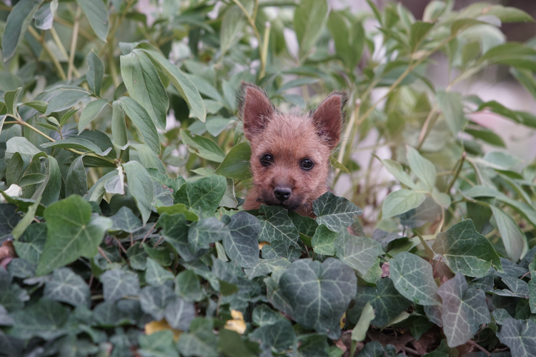 Norwich Terrier klykk, kiskutyk eladk, Budapest