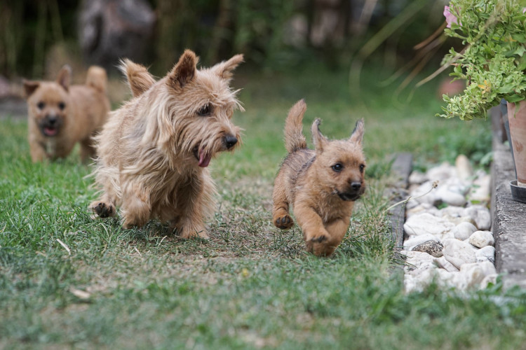 Norwich Terrier klykk, kiskutyk eladk, Budapest